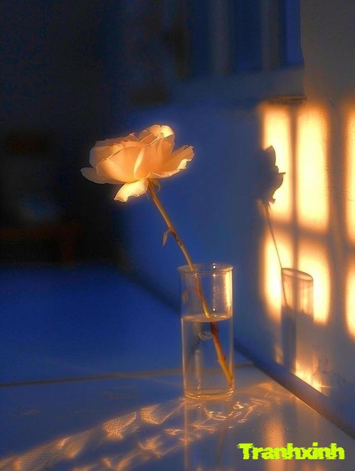 ảnh 1 bông hoa chất lượng cao