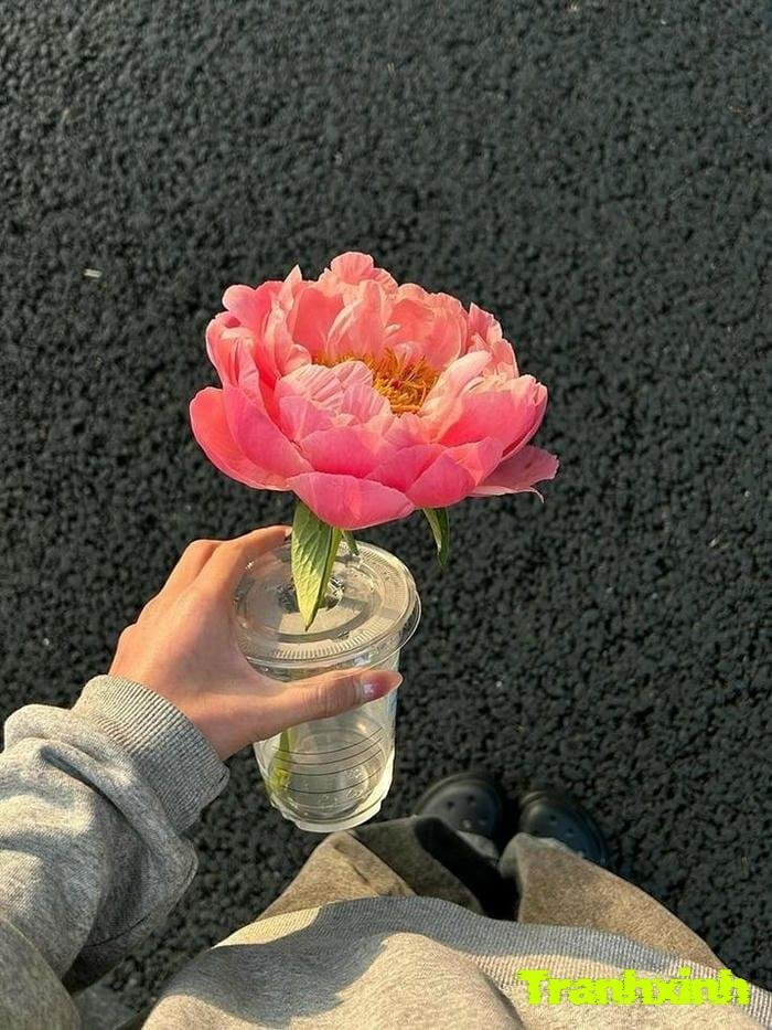 ảnh 1 bông hoa đẹp nhất