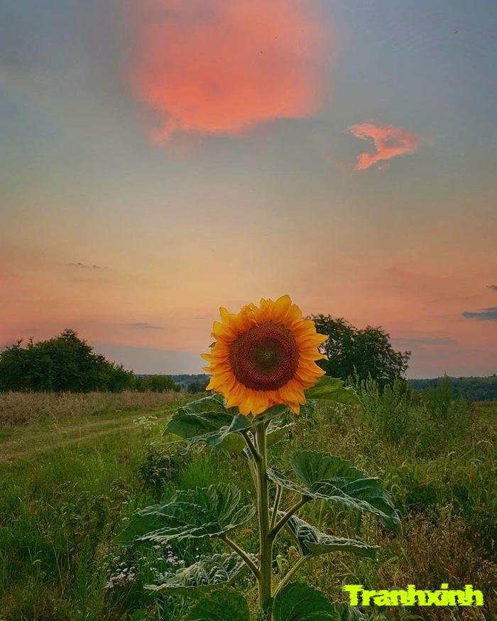ảnh 1 bông hoa màu đỏ