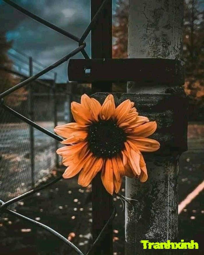 ảnh 1 bông hoa màu vàng