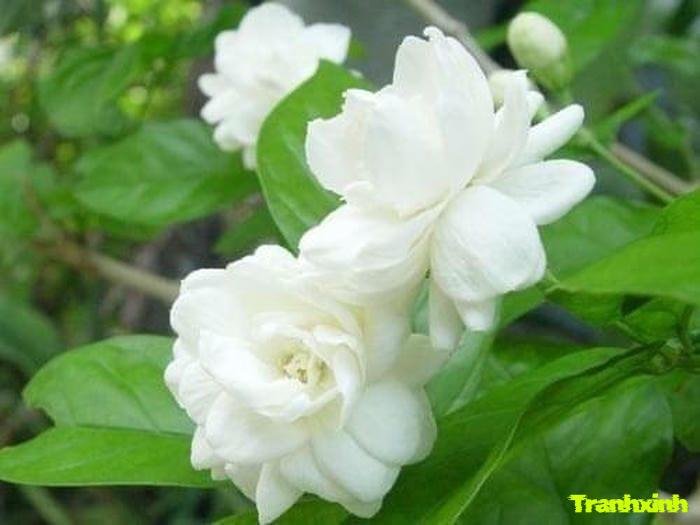 ảnh 1 bông hoa nhài