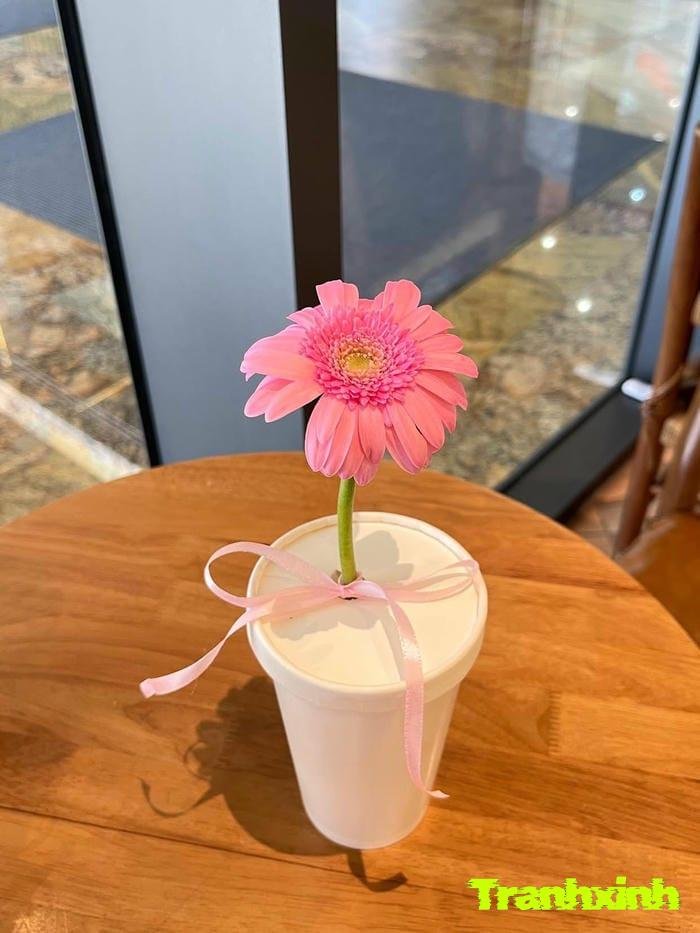 ảnh 1 bông hoa nở rộ