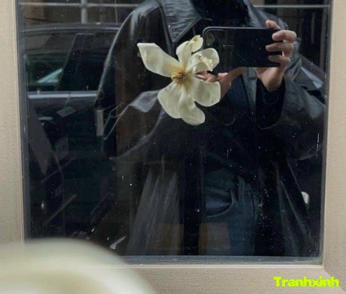 ảnh 1 bông hoa trên nền đen