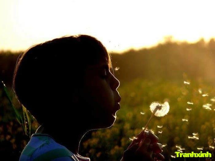 ảnh bồ công anh bay