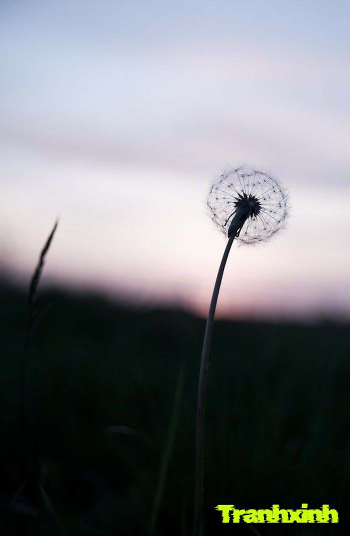 ảnh bồ công anh cho thiết kế