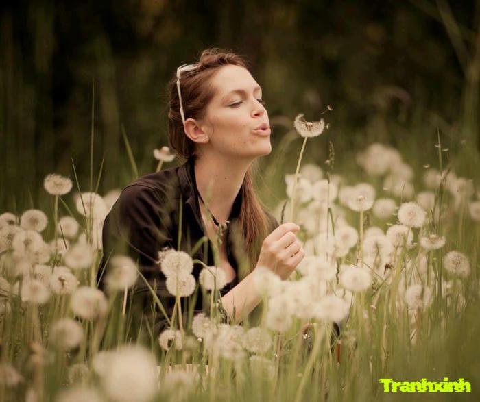 ảnh bồ công anh chụp ngược sáng