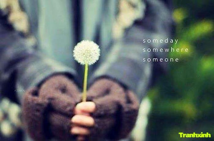 ảnh bồ công anh đẹp đơn giản