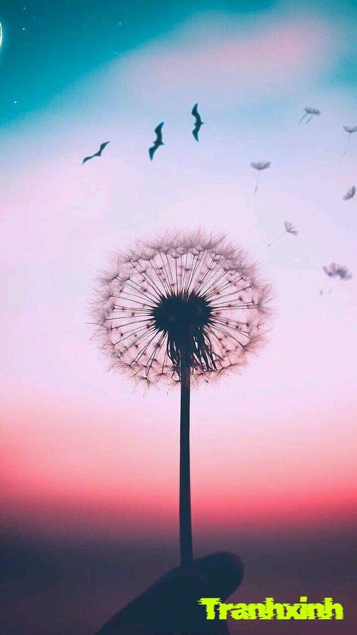 ảnh bồ công anh dưới nắng