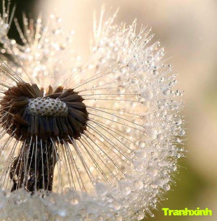 ảnh bồ công anh nhẹ nhàng