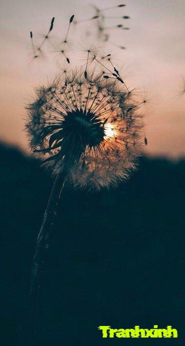 ảnh bồ công anh trên nền đen