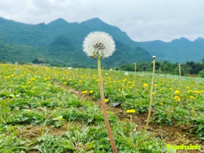 ảnh bồ công anh trong vườn