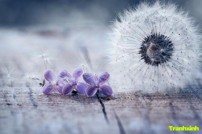 ảnh bồ công anh và cánh hoa