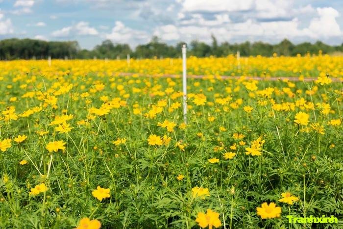 ảnh cánh đồng hoa cho du lịch