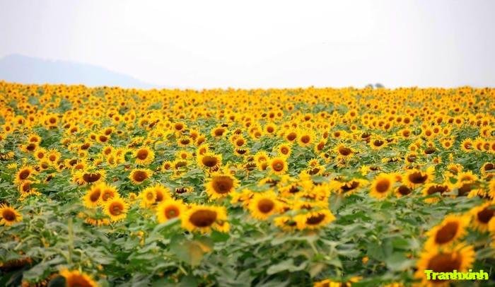 ảnh cánh đồng hoa chụp từ trên