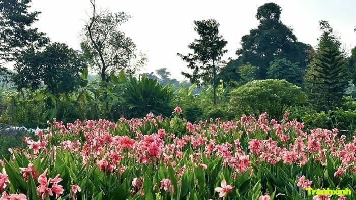 ảnh cánh đồng hoa đa dạng