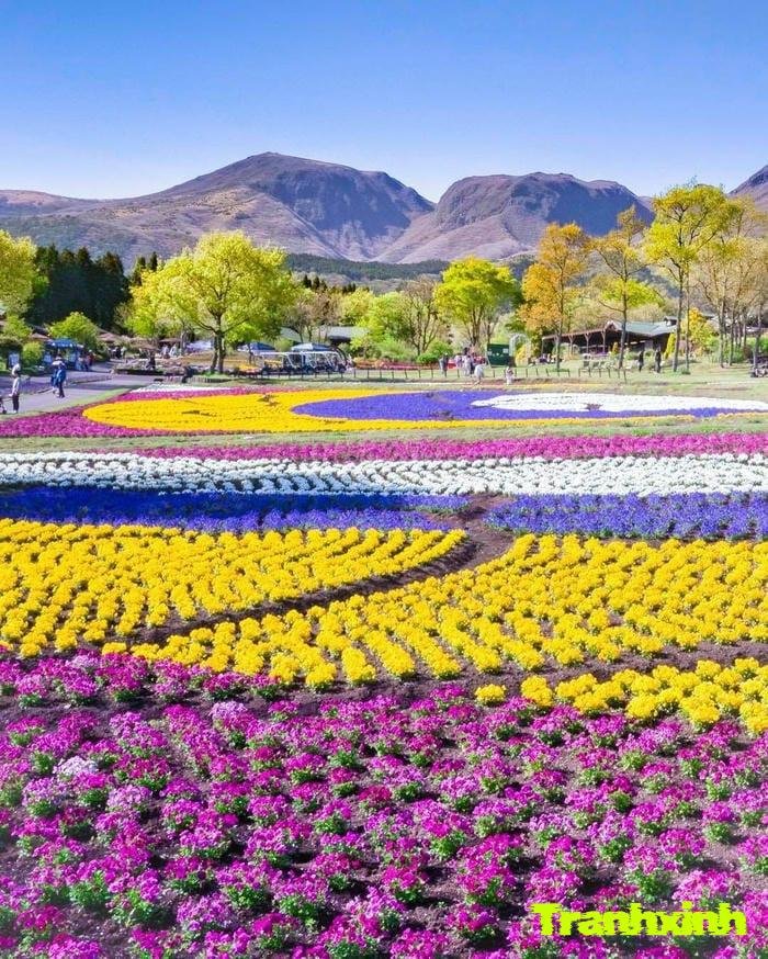 ảnh cánh đồng hoa đa sắc