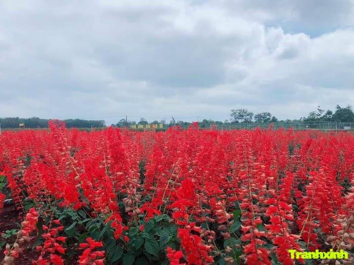 ảnh cánh đồng hoa đơn giản