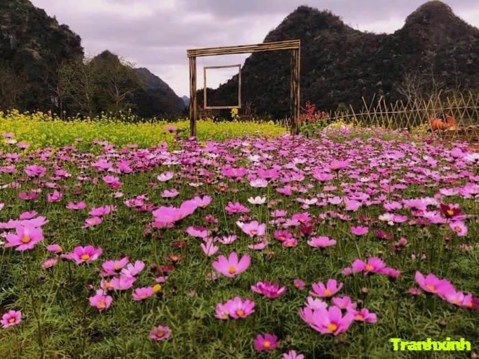 ảnh cánh đồng hoa lãng mạn