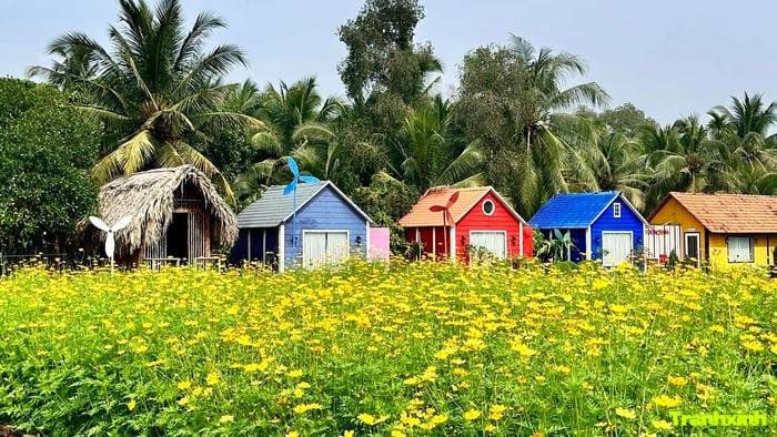 ảnh cánh đồng hoa mùa hè