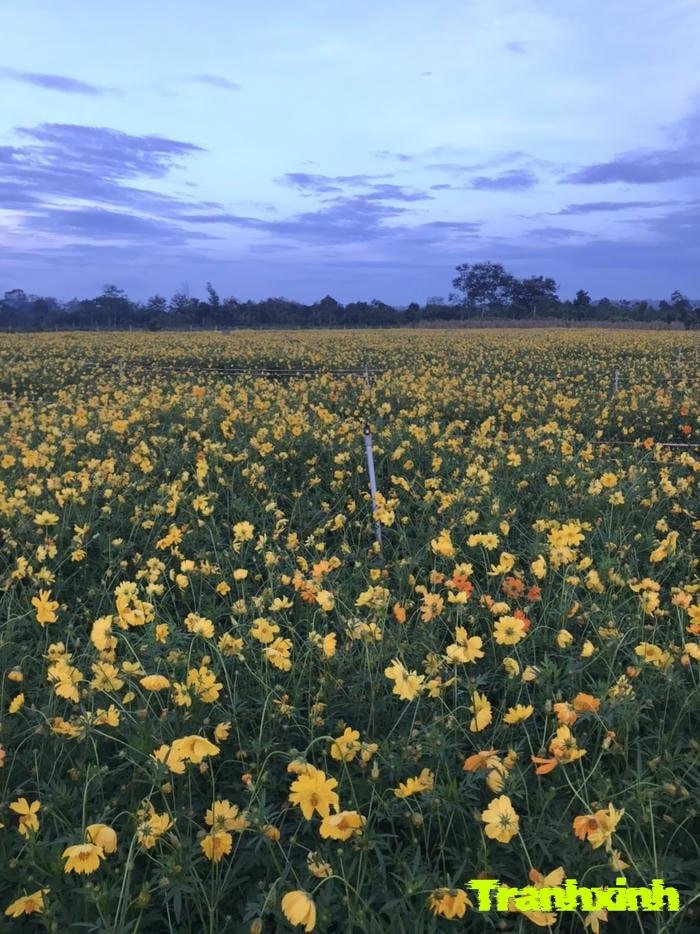 ảnh cánh đồng hoa nghệ thuật