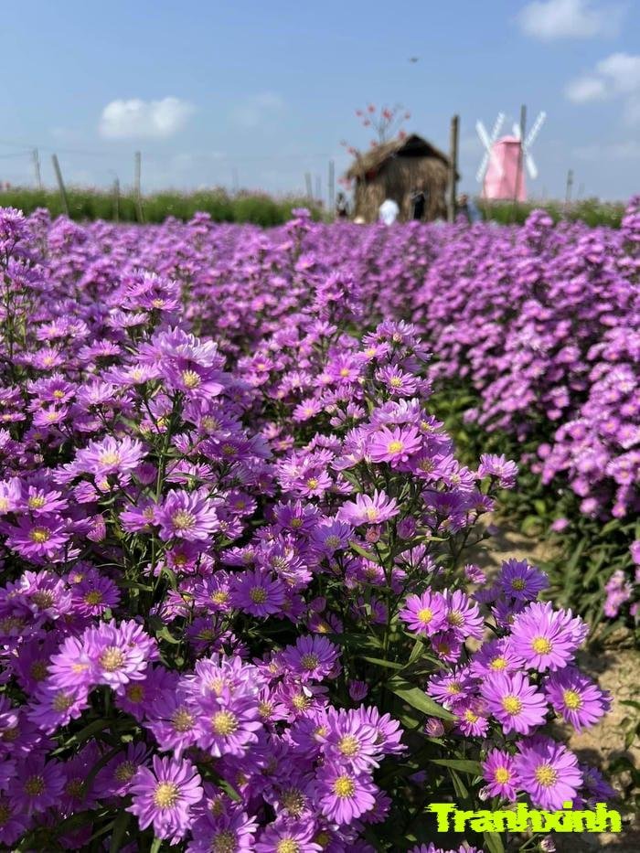 ảnh cánh đồng hoa nở rộ