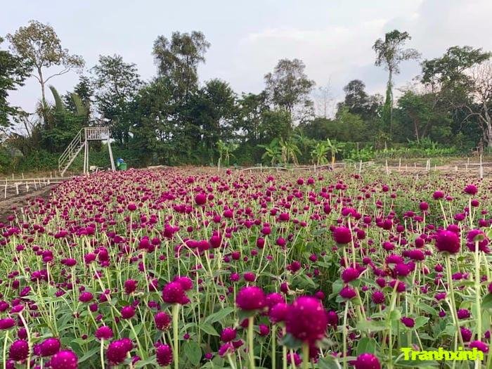 ảnh cánh đồng hoa rực rỡ