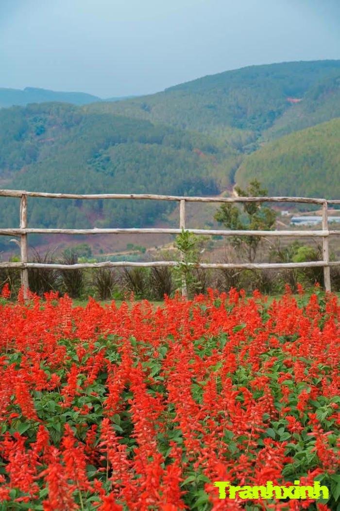 ảnh cánh đồng hoa thẩm mỹ