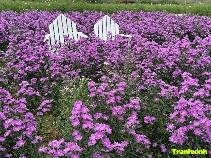 ảnh cánh đồng hoa tím