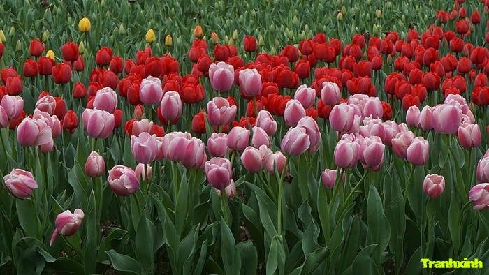 ảnh cánh đồng hoa tulip