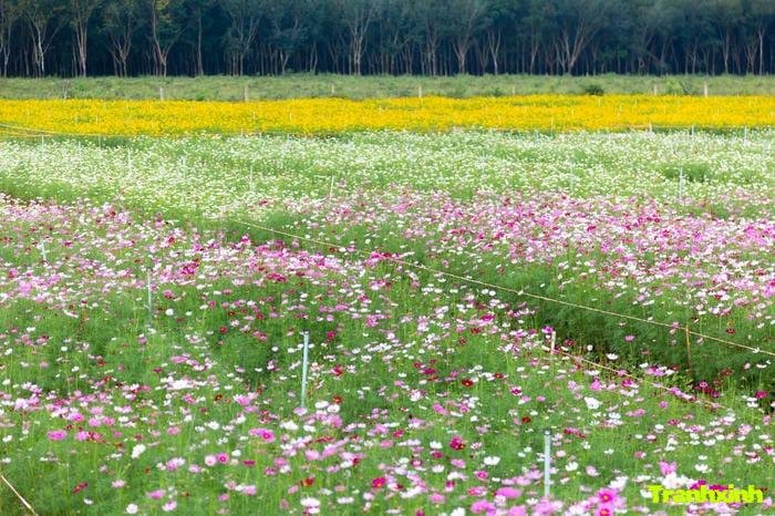 ảnh cánh đồng hoa và gió