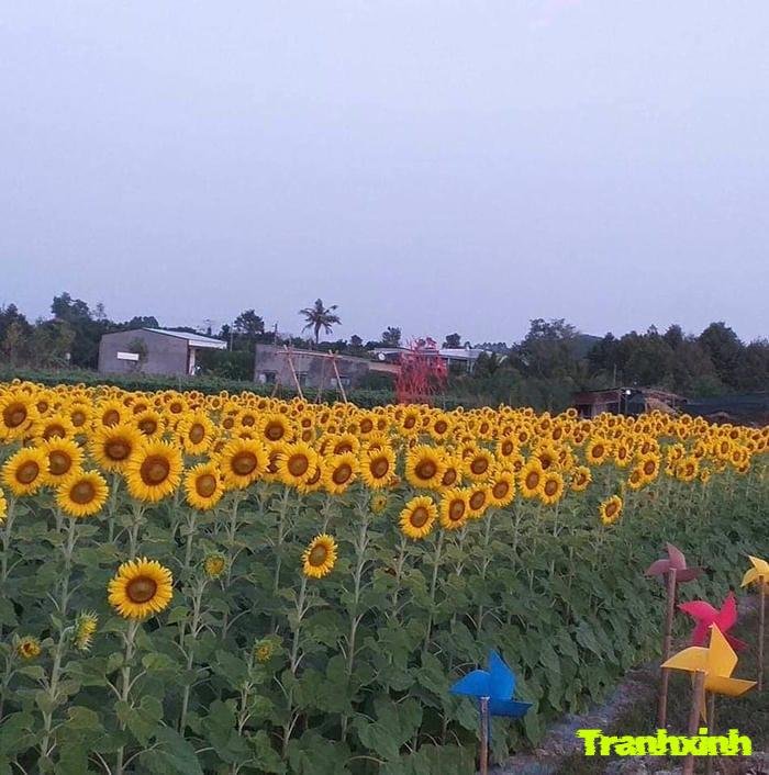 ảnh cánh đồng hoa và sự sống