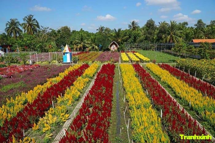 ảnh cánh đồng hoa