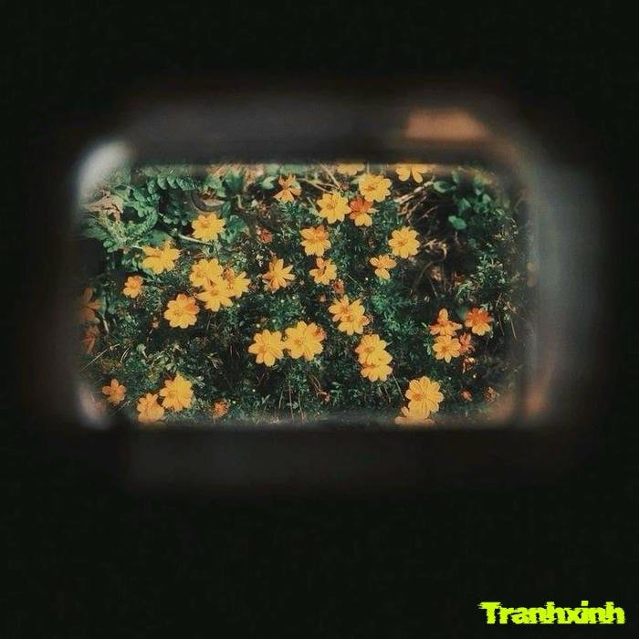 ảnh cánh hoa tàn