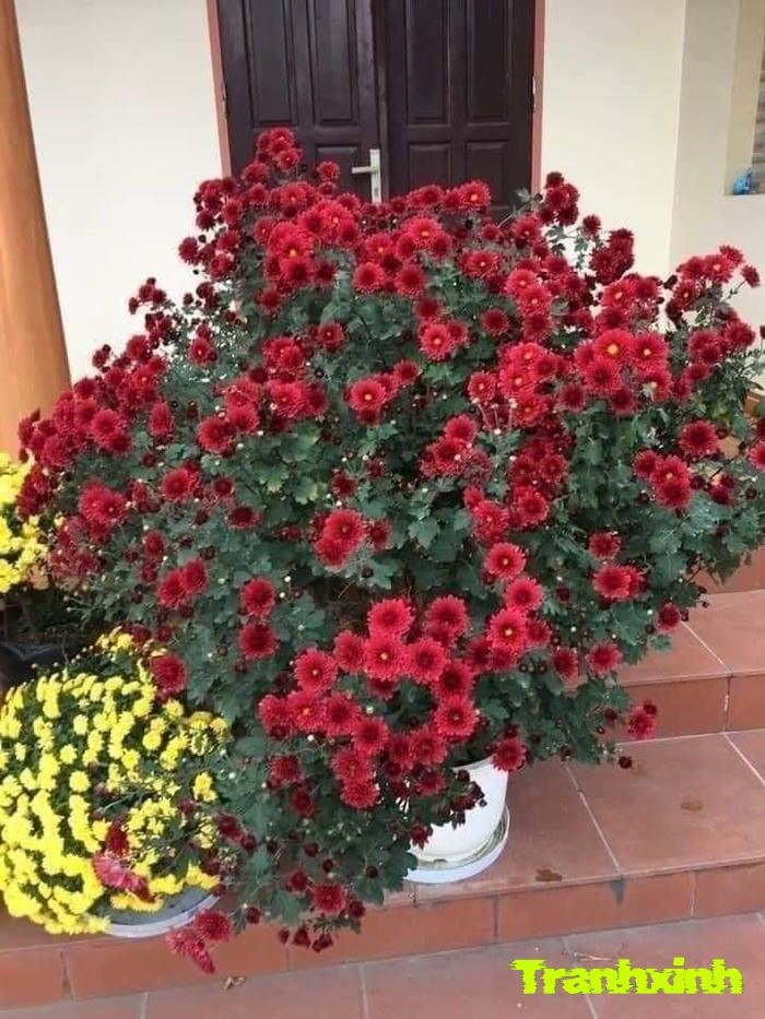 ảnh chậu hoa cúc