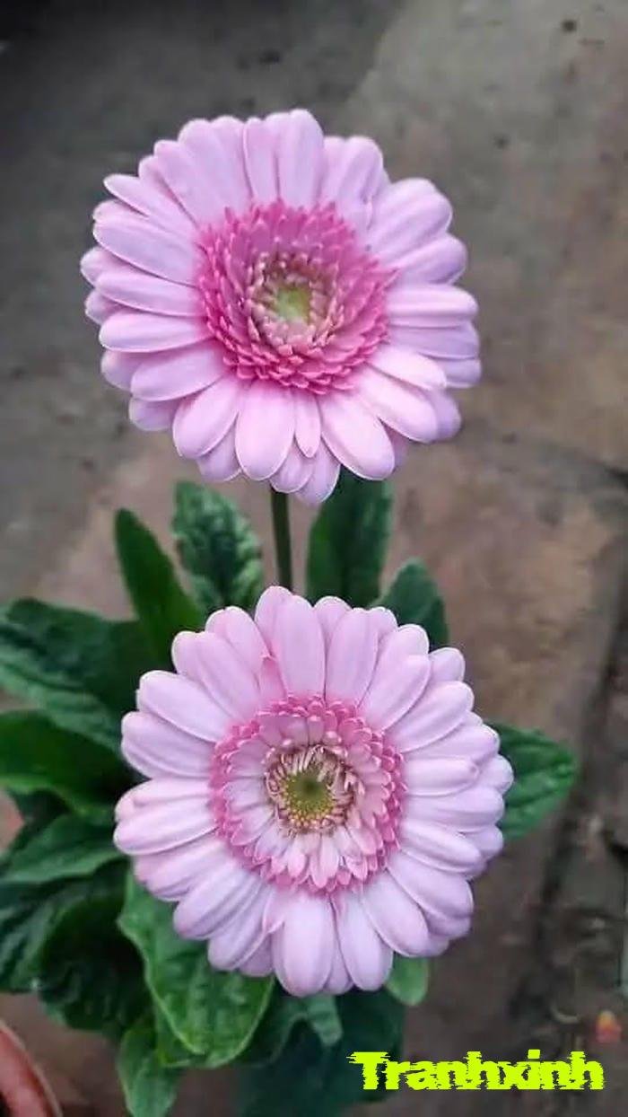 ảnh chậu hoa đồng tiền