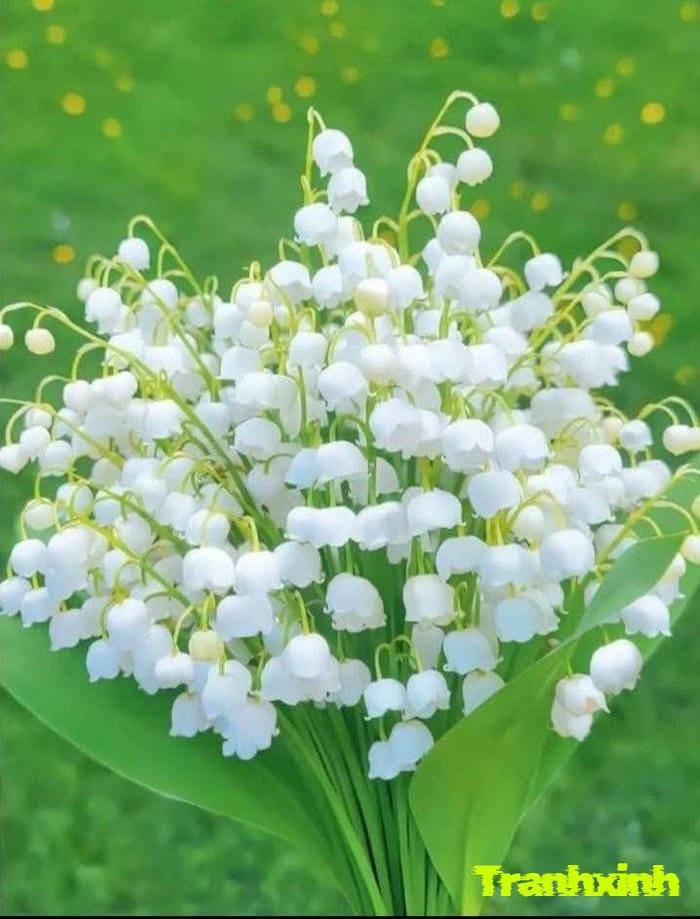 ảnh chùm hoa linh lan