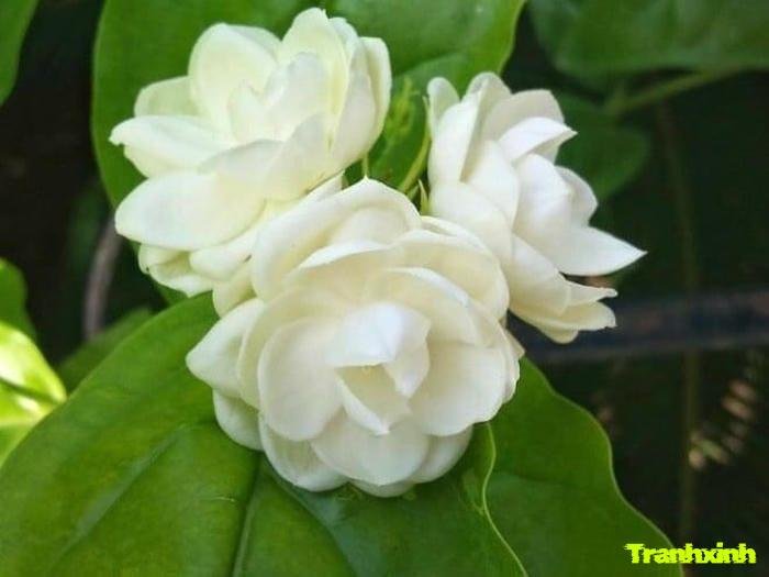 ảnh chùm hoa nhài