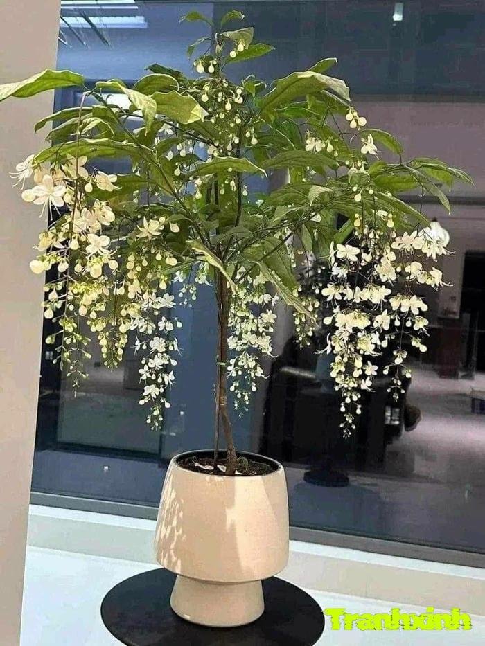 ảnh chùm hoa trắng