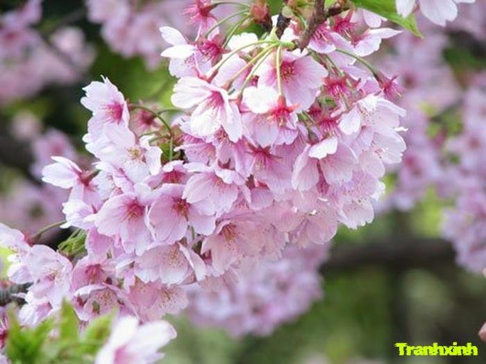 ảnh hoa anh đào buổi sáng