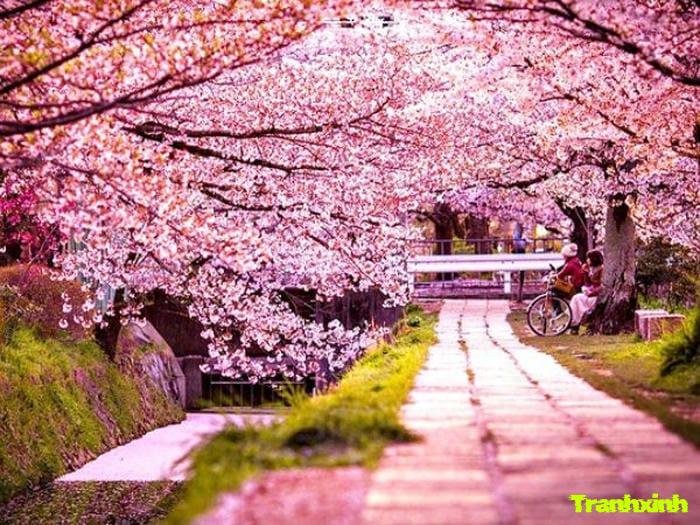 ảnh hoa anh đào chất lượng cao