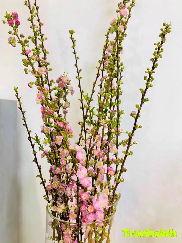 ảnh hoa anh đào chụp cận