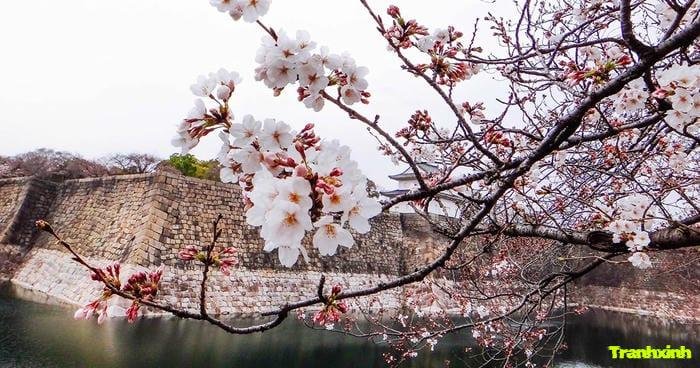 ảnh hoa anh đào chụp macro