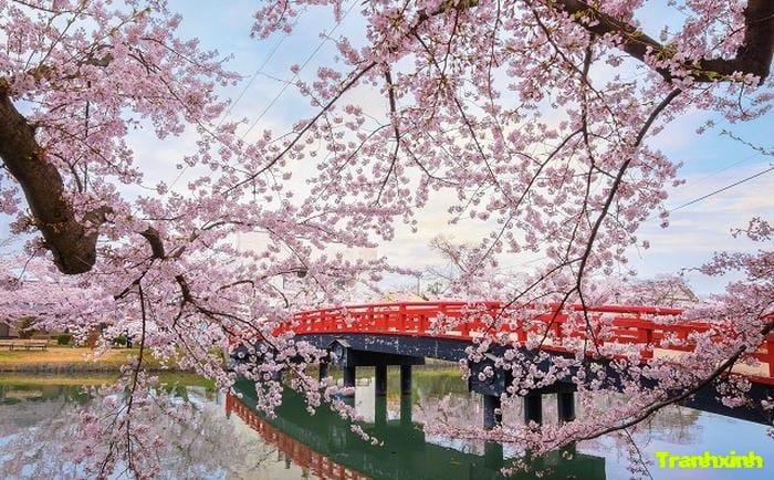 ảnh hoa anh đào đẹp nhất