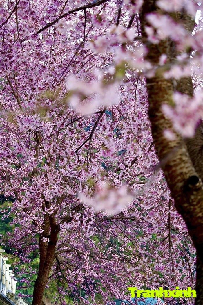 ảnh hoa anh đào đơn sắc