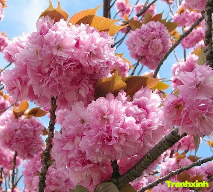 ảnh hoa anh đào hàn quốc