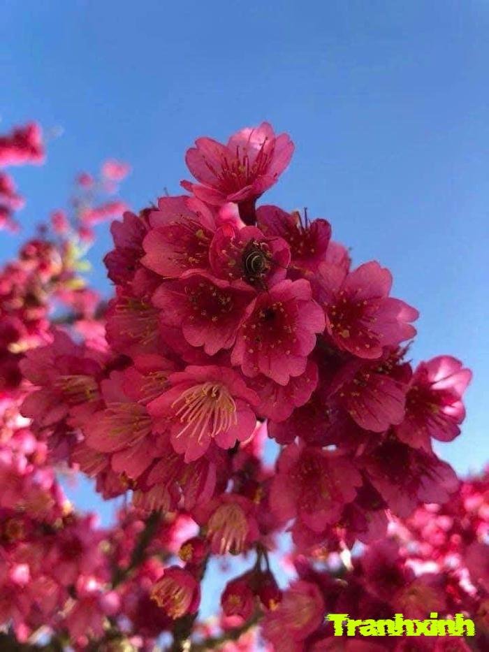 ảnh hoa anh đào nghệ thuật