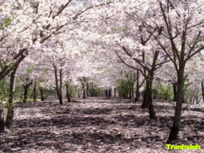 ảnh hoa anh đào nở rộ