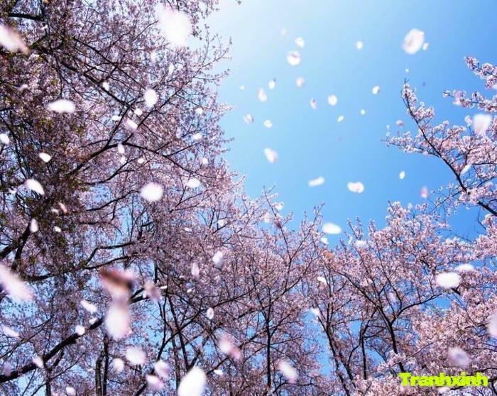 ảnh hoa anh đào rơi