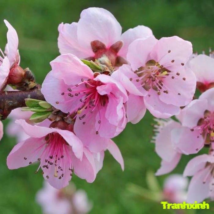 ảnh hoa anh đào và lá