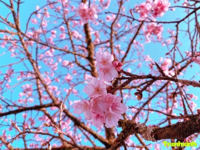 ảnh hoa anh đào và mây